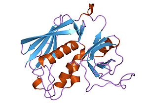 PDB 1uns EBI.jpg