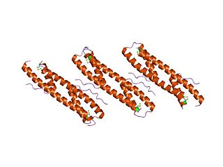 Exonuclease VII