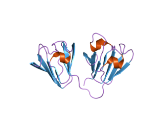 3D structure of an Affilin based on gamma-B crystallin (PDB: 2JDG ) PDB 2jdg EBI.png