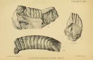 Fossili greci di Elephas creticus