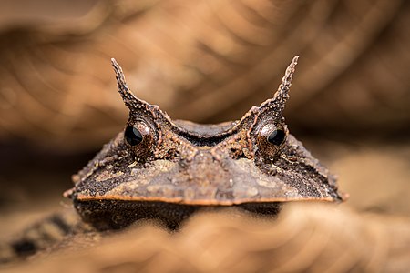 Retrato de um sapo de chifres (Proceratophrys belzebul) no Parque Estadual Serra do Mar, São Paulo - foto por RafaelMenegucci