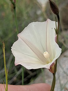 Paiute False Bindweed Calystegia longipes.jpg