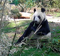 Panda-chapultepec.jpg