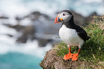 Atlantic puffin at Látrabjarg