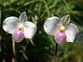 Paphiopedilum delenatii