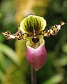 Paphiopedilum victoria-regina