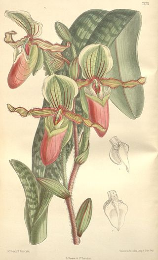 <i>Paphiopedilum victoria-mariae</i> Species of orchid