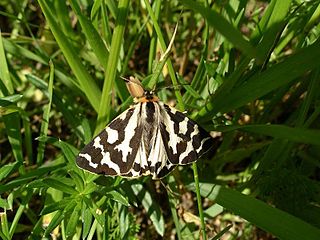 <i>Arctia plantaginis</i> Species of moth