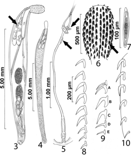 <i>Echinorhynchus</i> Genus of thorny-headed worms