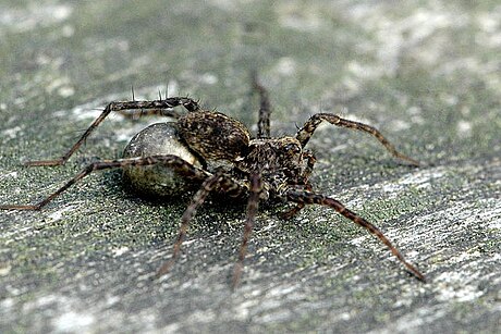 Lycosidae