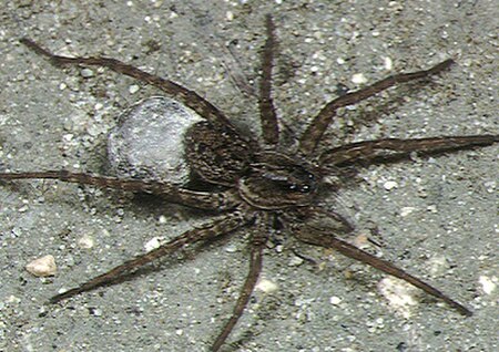 Pardosa_pseudoannulata