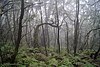 Parque nacional de Garajonay - bosque de laurel.jpg
