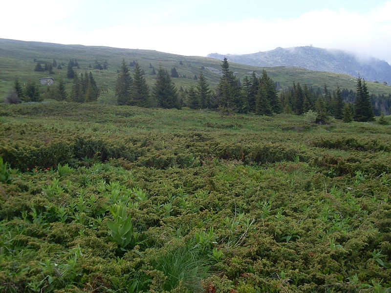 File:Parque natural de Vitosha, línea de árboles, Bulgaria, 2011.JPG