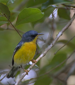 Elven Warbler (Setophaga pitiayumi)