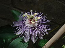 Passiflora incarnata clone2.JPG