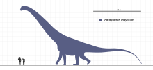 P. mayorum compared with a human Patagotitan-Scale-Diagram-Steveoc86.svg