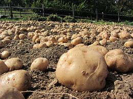 Pommes de terre blanches d'Esino Lario.jpg