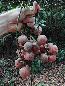 fruits of Pentadiplandra brazzeana Pentadiplandra brazzeana.jpg