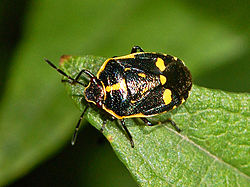 Pentatomidae - Eurydema oleracea-001.JPG