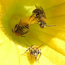 Peponapis pruinosa - Пчела из кабачков Pruinose Squash Bee 01.jpg