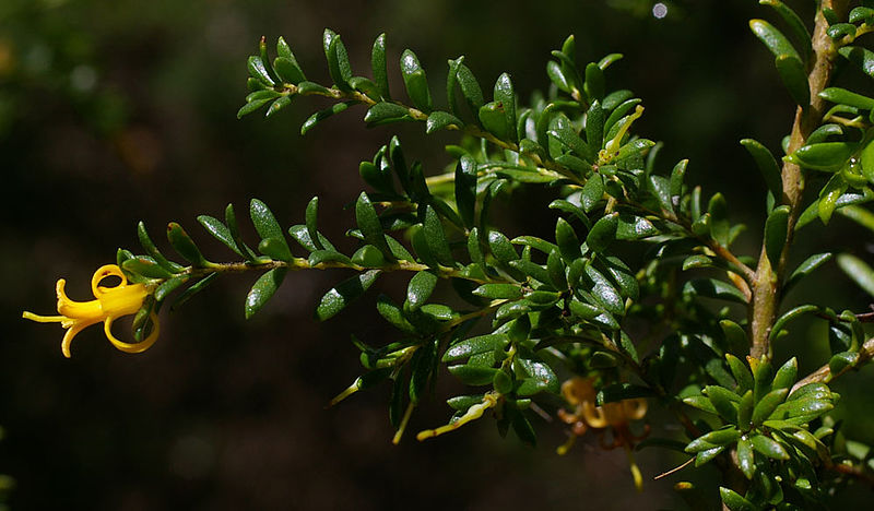 File:Persoonia terminalis ssp terminalis, Australian National Botanic Garden, Canberra, ACT, 04-02-12 (6805661222).jpg