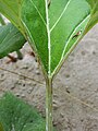 Leaf detail