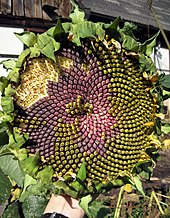 Spirals on a sunflower Pflanze-Sonnenblume1-Asio.JPG