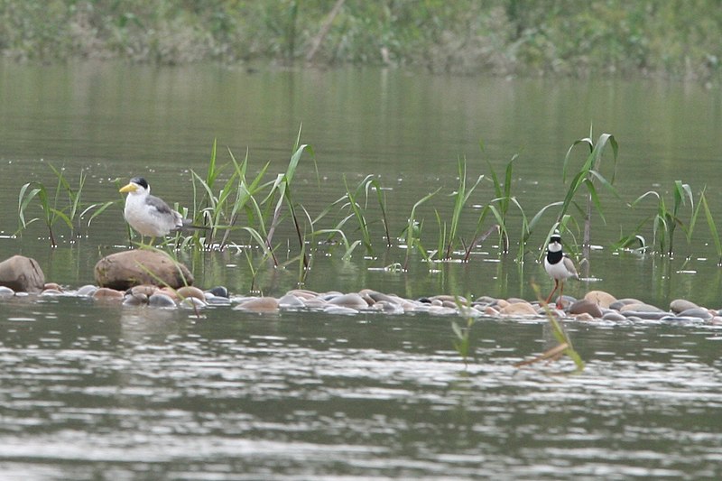 File:Phaetusa simplex and Vanellus cayanus.jpg