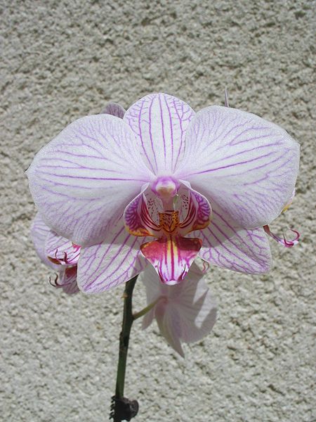 Fichier:Phalaenopsis orl1.jpg