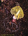 Phallus luteus ウスキキヌガサタケ DG 1989 (s.n. indusiatus fo.) 2.jpg