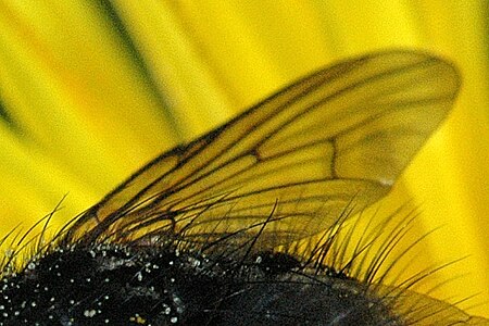 ไฟล์:Phaonia atriceps wing detail.jpg