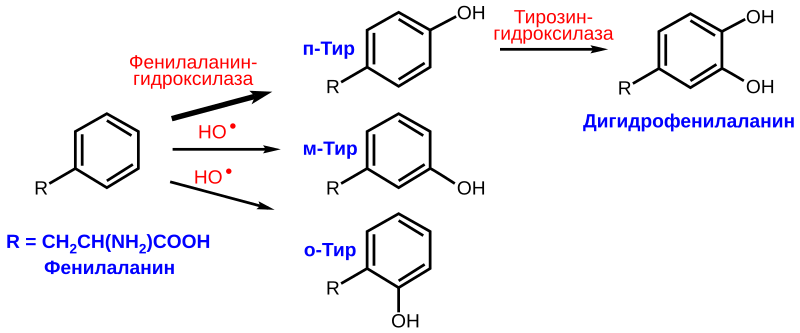 File:Phe Tyr-ru.svg
