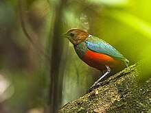 E. erythrogaster in Luzon, Philippines Philippine Pitta - Luzon - Philippines H8O8963 (16302644044).jpg