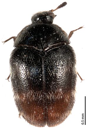 Phradonoma blabolili habitus - ZooKeys-293-065-g001.jpeg