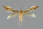 Thumbnail for Phyllocnistis drimiphaga