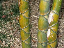 A foto colorida mostra um caule de bambu com crescimento heterogêneo, dando o aspecto de escamas de tartaruga.