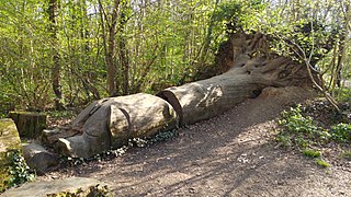 Clayfield Copse local nature reserve in Caversham, Reading, UK