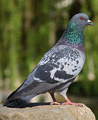 Columba livia