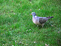 Pigeon in wet Grass (5635318516).jpg