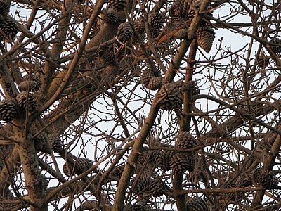 Day 19: Pine cones in Cesar Chavez park