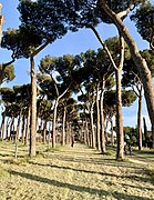 Promenade dans le parc, 2020