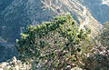 Tree, Santa Catalina Mts, Arizona