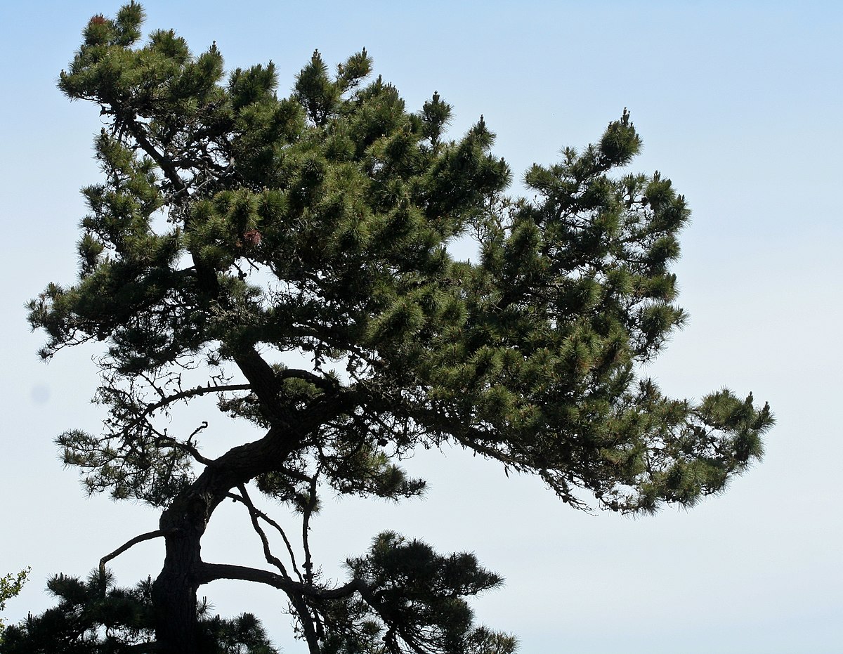 Pinus muricata