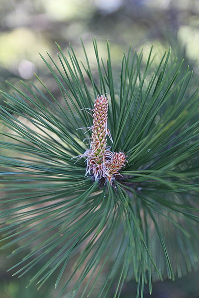 File:Pinus sp.jpg