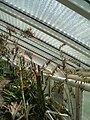 Pitcairnia Xdarblayana BotGardBln07122011A.JPG