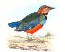 Pitta celebensis - 1848- - Baskı - Iconographia Zoologica - Özel Koleksiyonlar Amsterdam Üniversitesi - UBA01 IZ16400283, witte achtergrond.tif