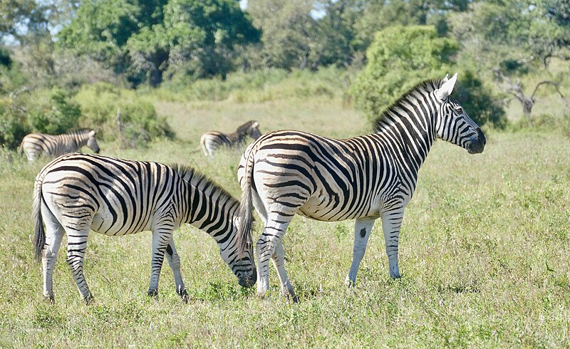 File:Plains Zebras (Equus quagga) (52487416662).jpg