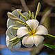 Plumeria (Frangipani) flowers.jpg