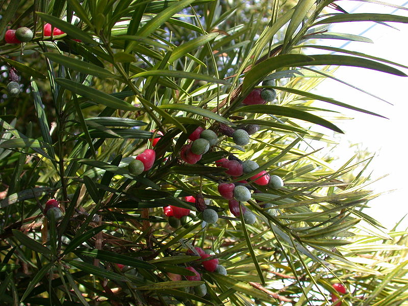 File:Podocarpus macrophyllus inumaki.JPG