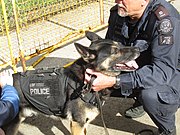 Police Dog at Toronto Open House 04.jpg